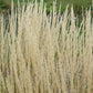 Foerster's Feather Reed Grass