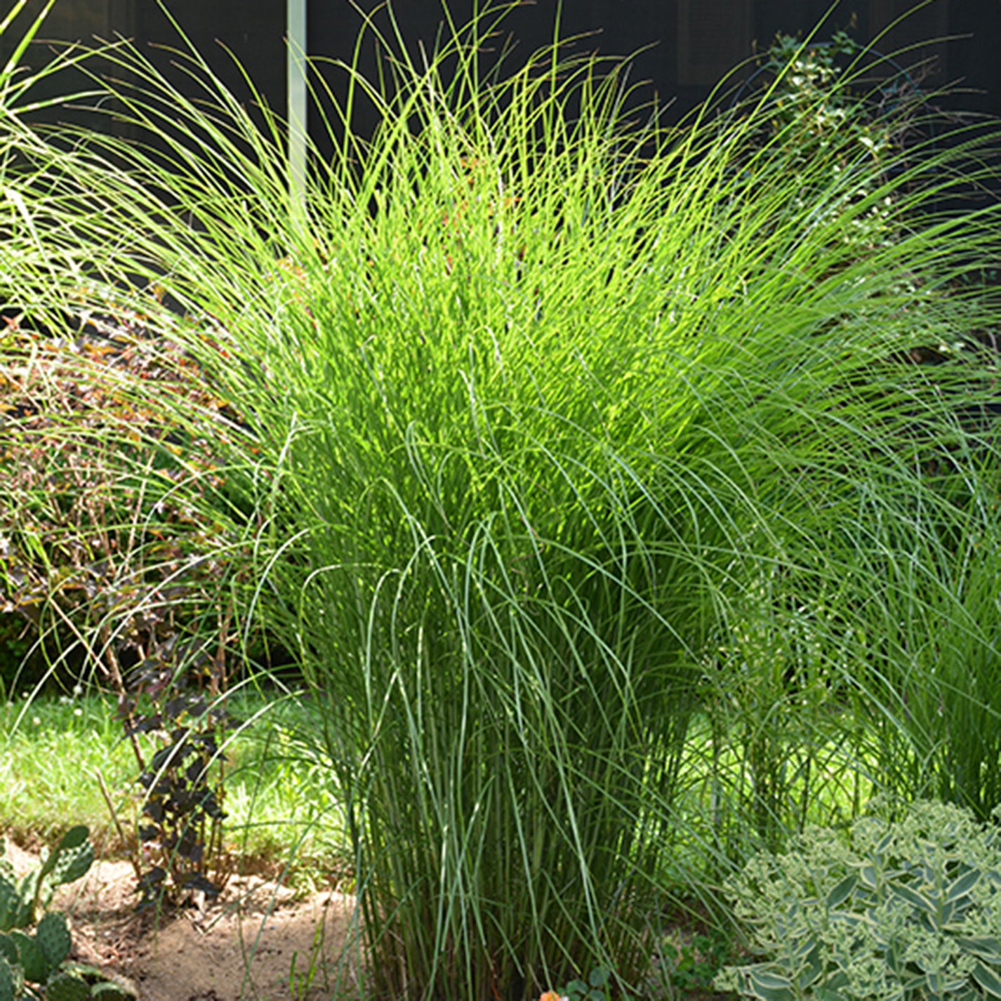 Japanese Silver Maiden Grass – Connon Nurseries Inc.