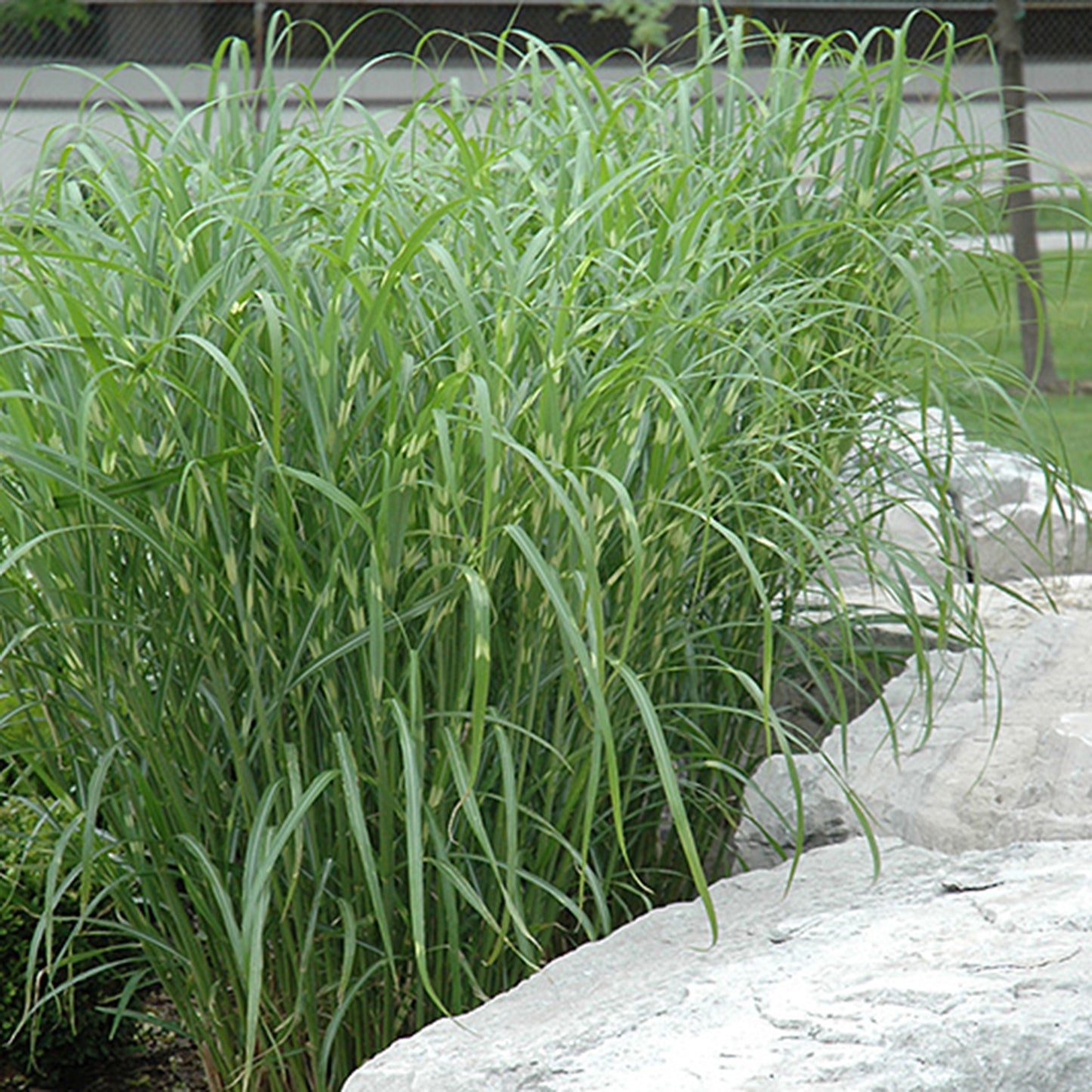 Zebra Grass