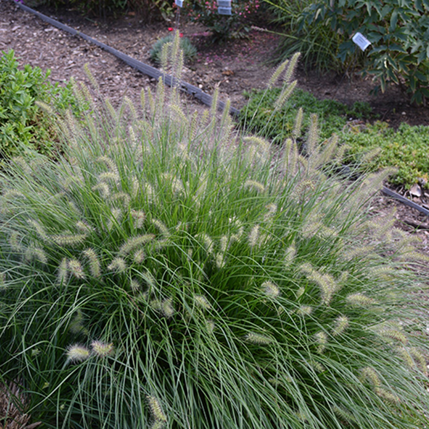Little Bunny Fountain Grass