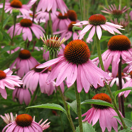 Magnus Purple Coneflower