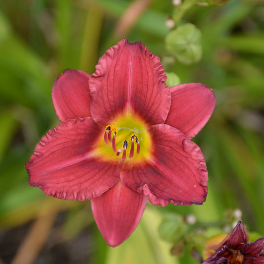 Pardon Me Daylily