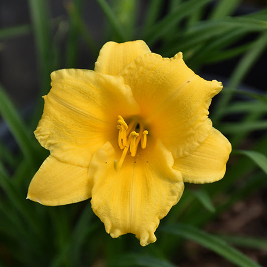 Stella D'oro Daylily