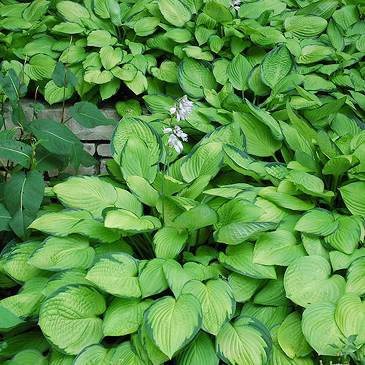 Gold Standard Hosta