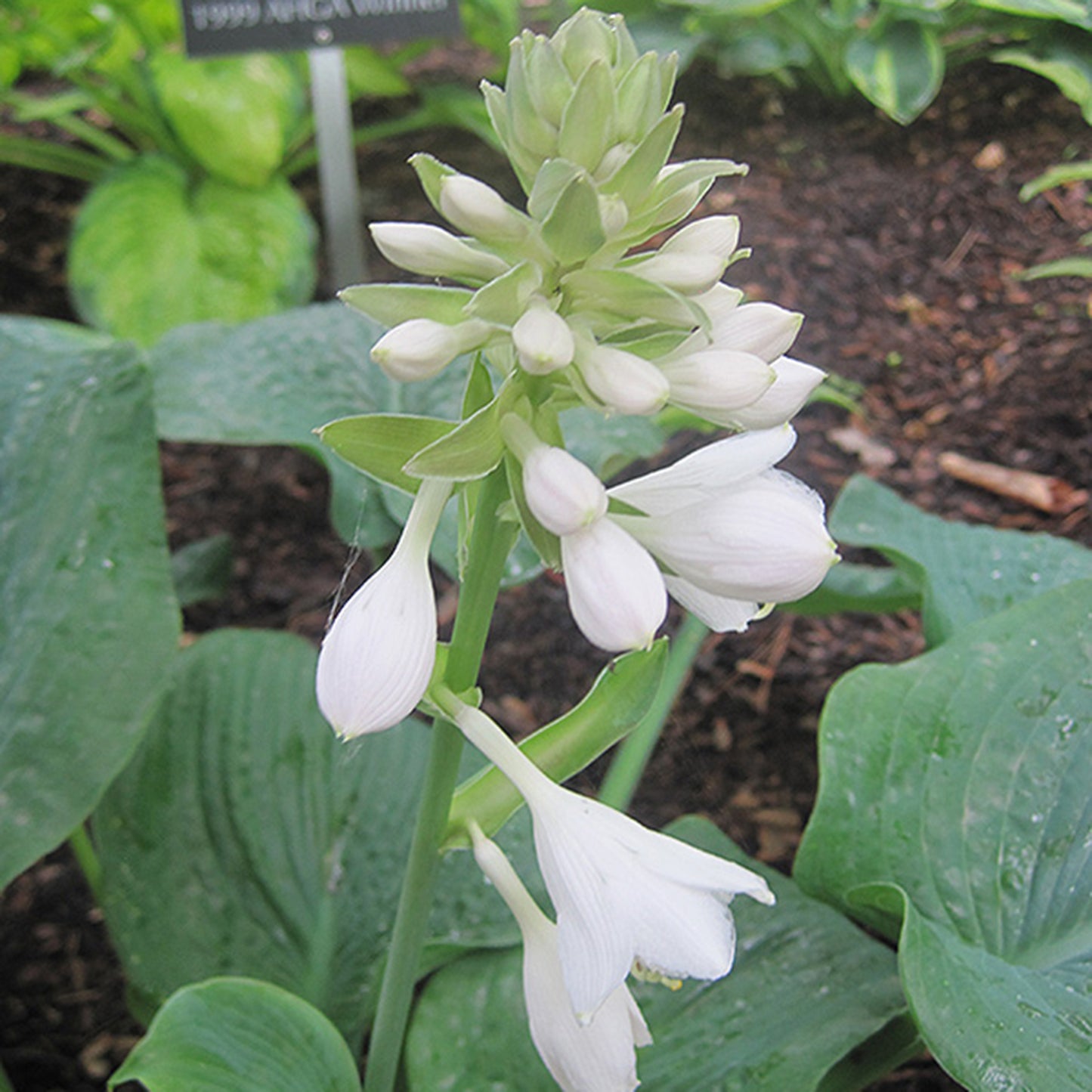 Elegans Hosta