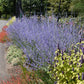 Russian Sage