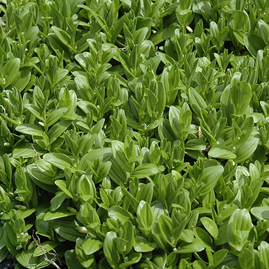 Common Solomon's Seal