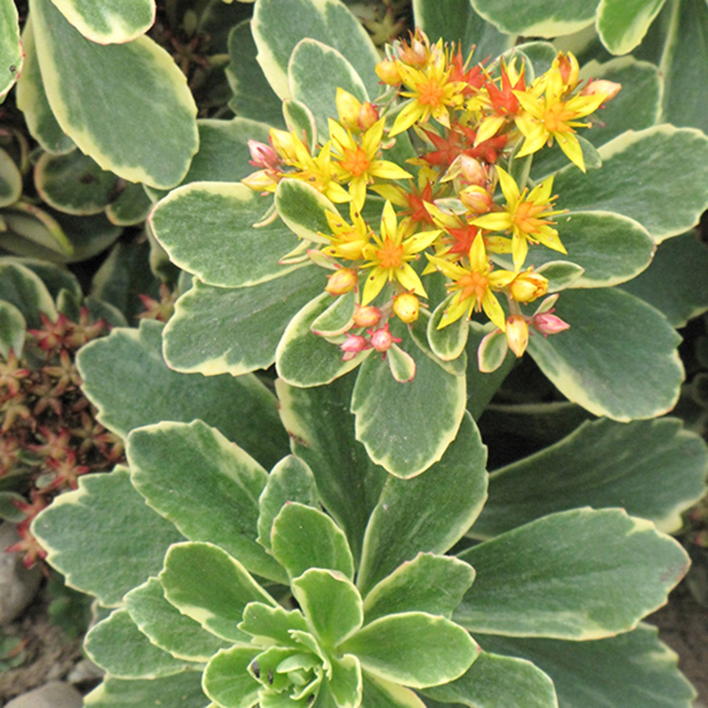 Variegated Russian Stonecrop