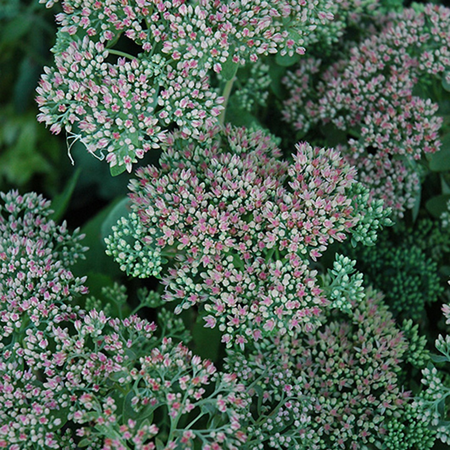 Autumn Joy Sedum