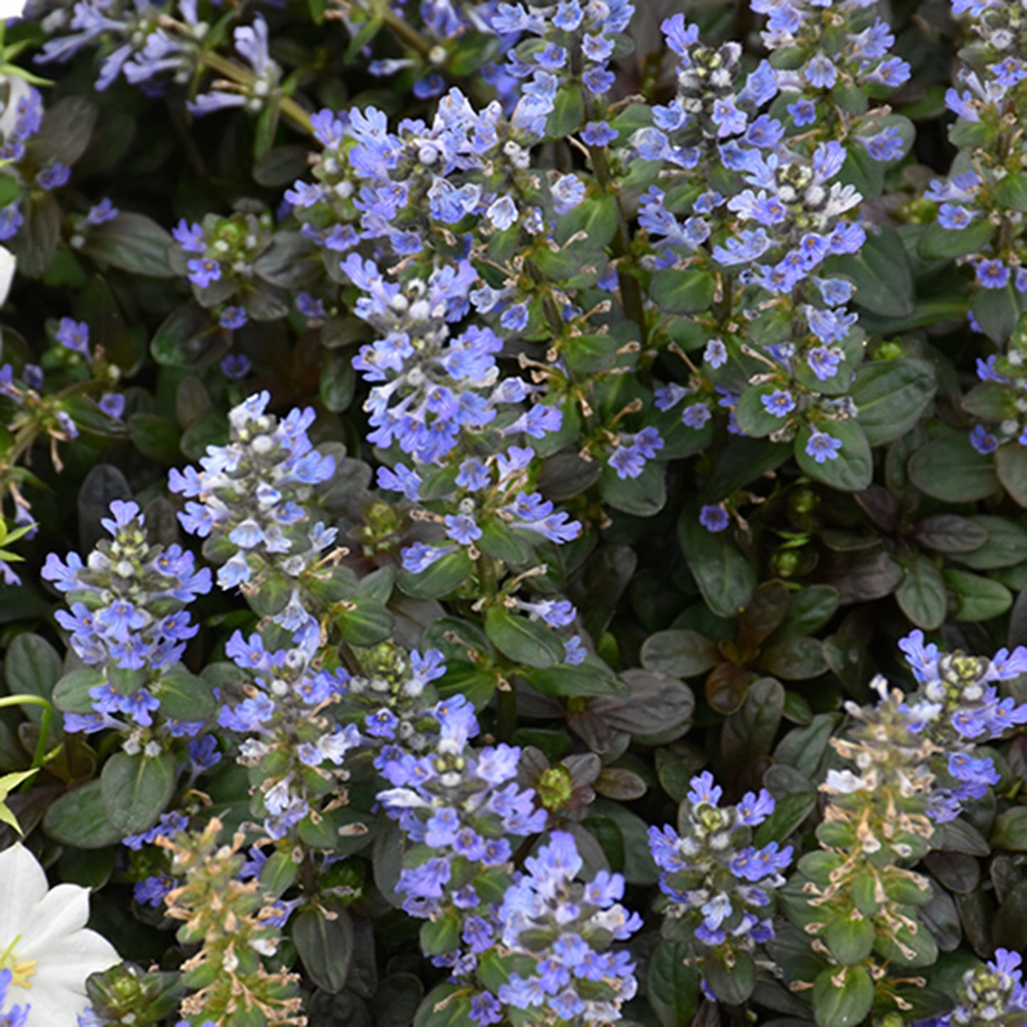 Chocolate Chip Carpet Bugleweed