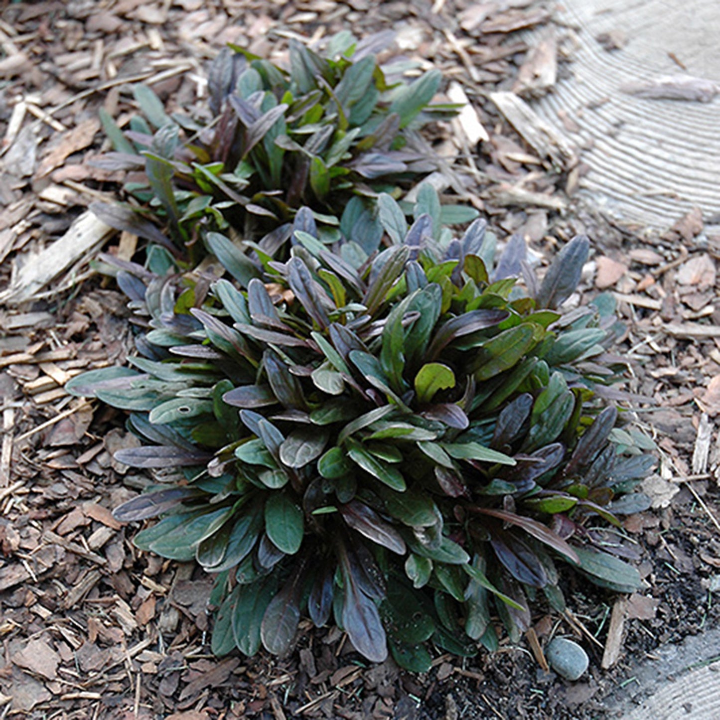 Chocolate Chip Carpet Bugleweed