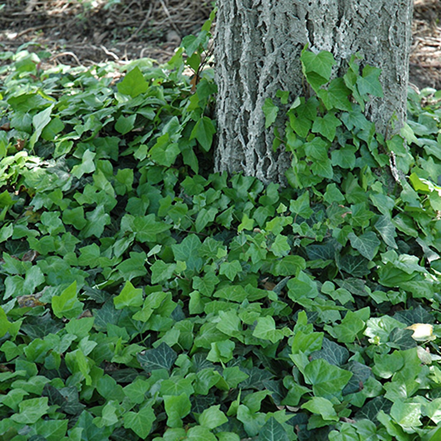 Staked Baltic Ivy