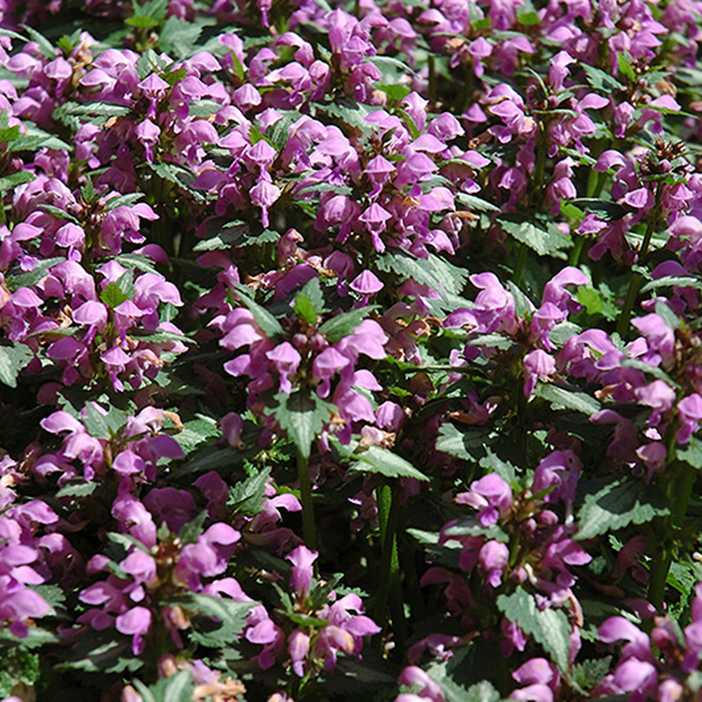 Beacon Silver Lamium