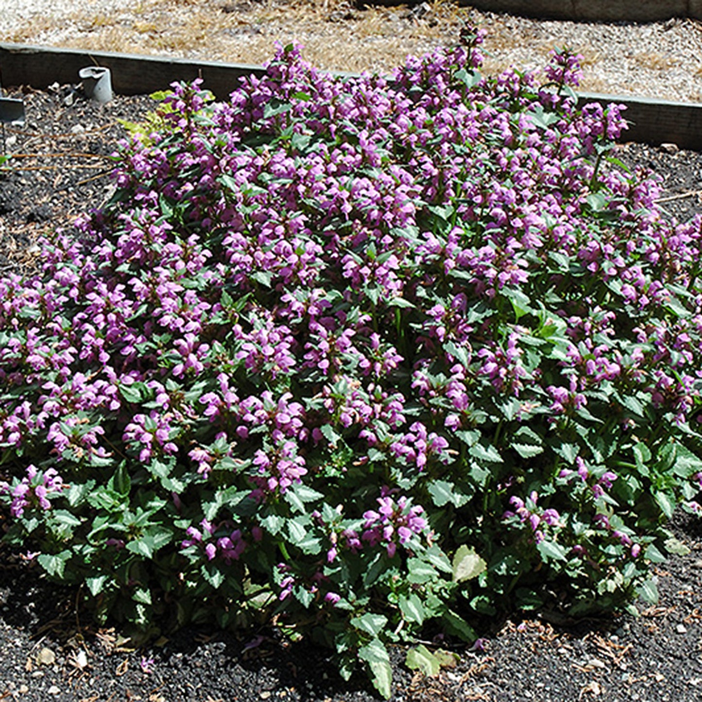 Beacon Silver Lamium