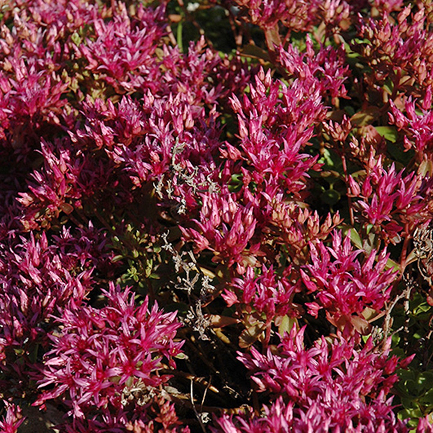 Dragon's Blood Stonecrop