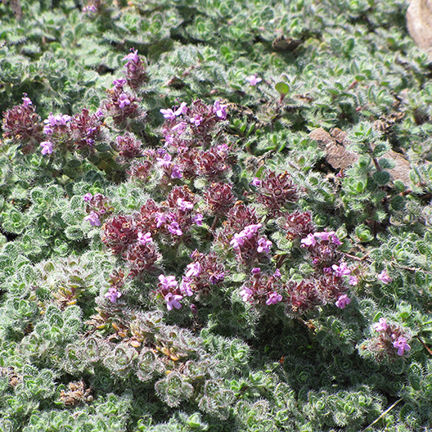 Woolly Thyme