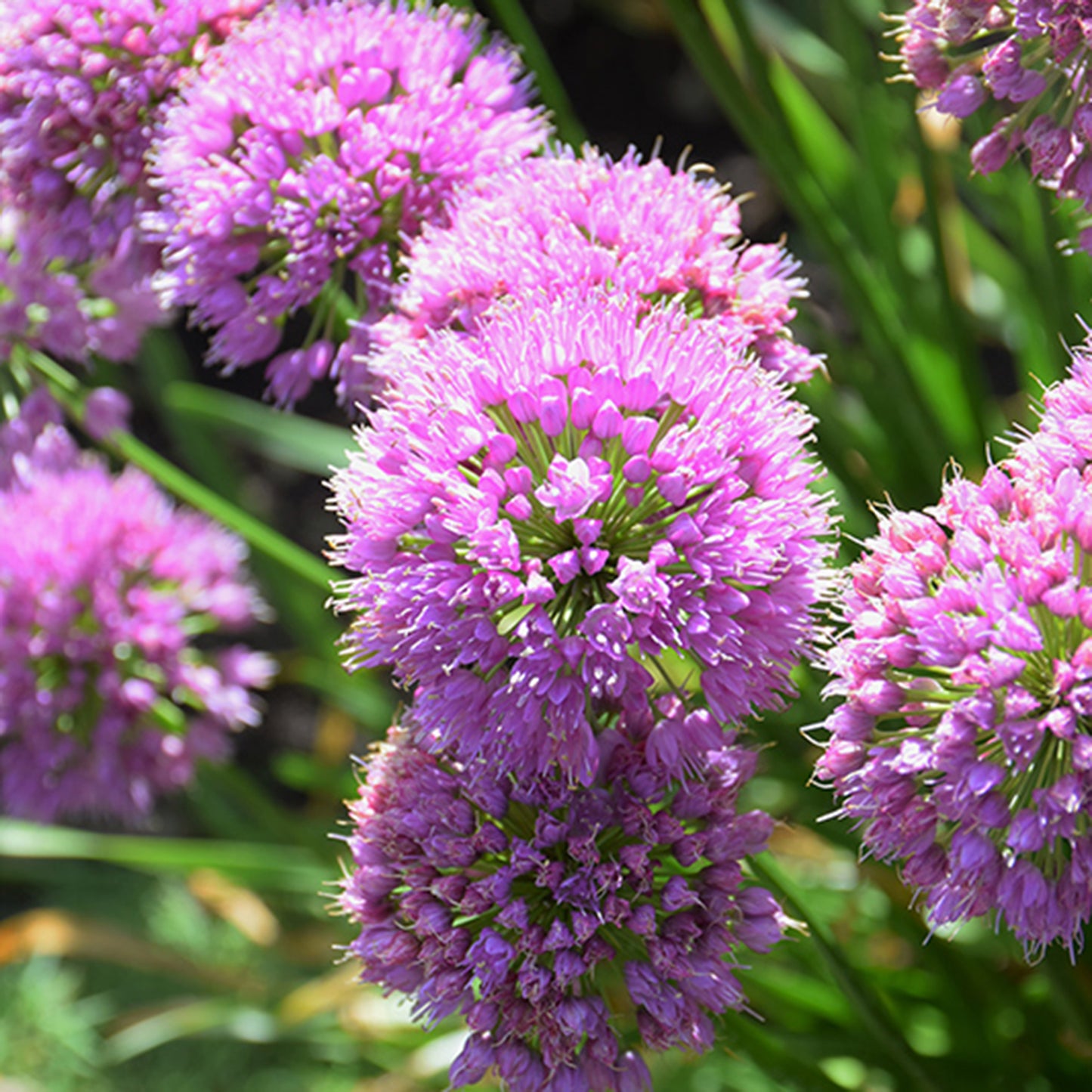 Serendipity Ornamental Onion