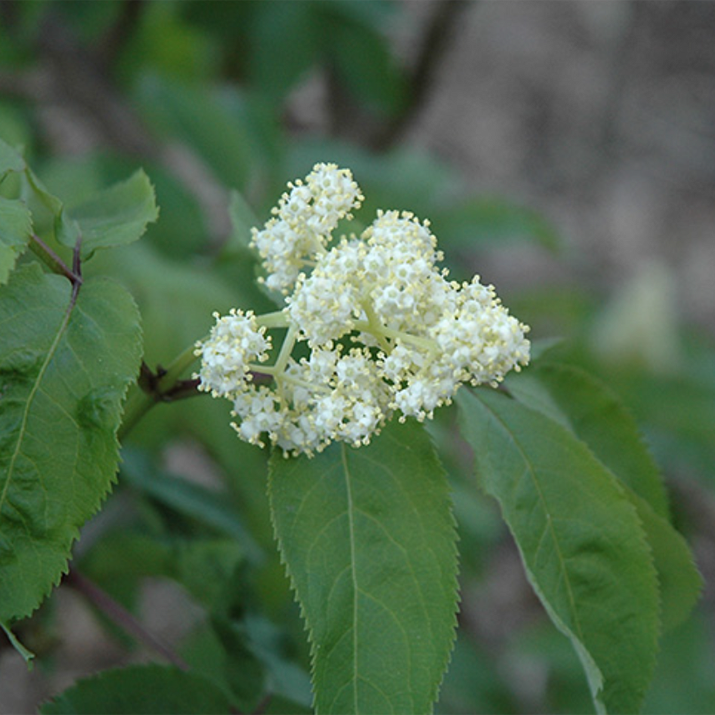 American Elder