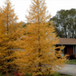 American Larch