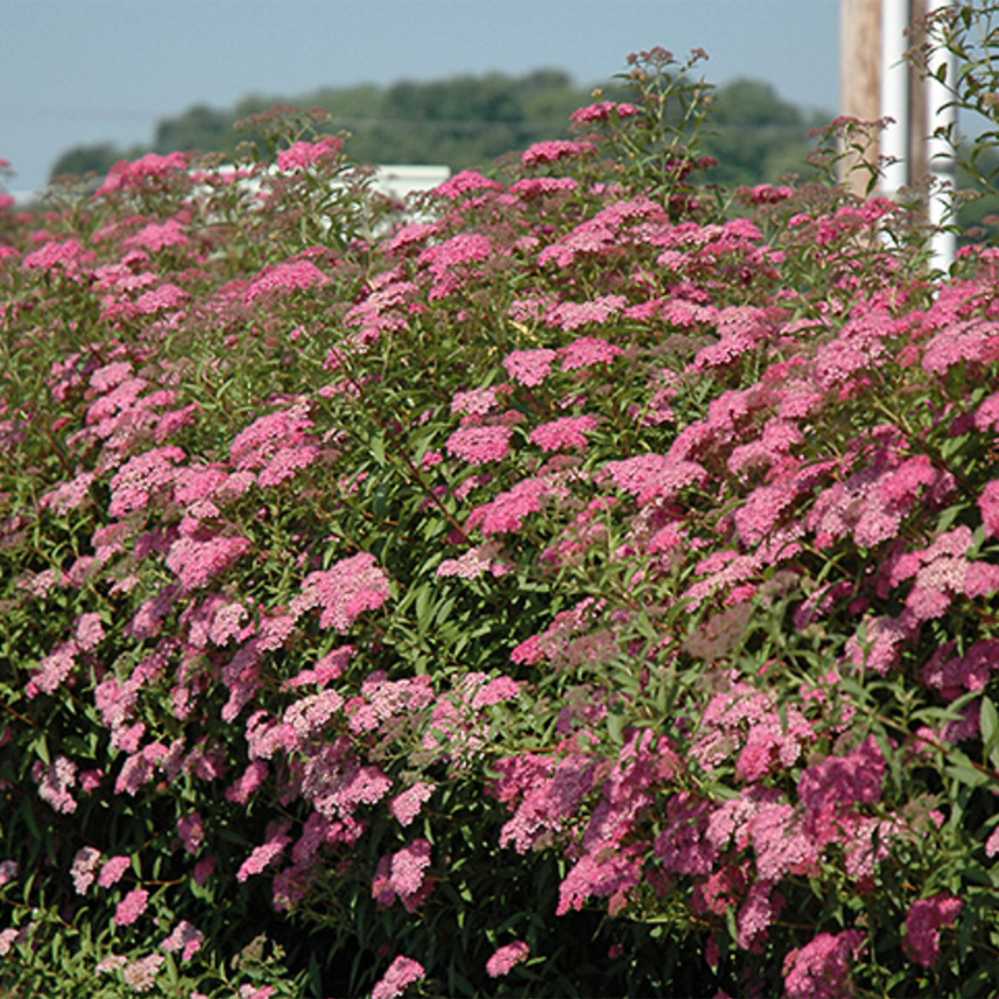 Anthony Waterer Spirea