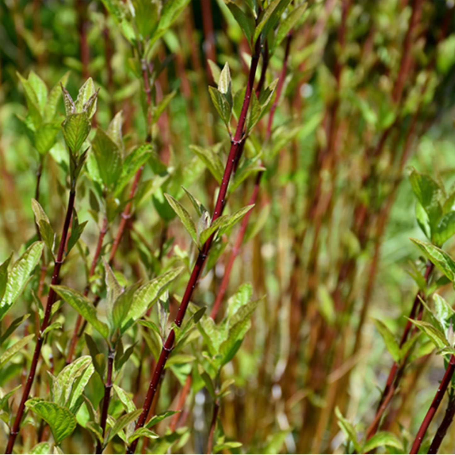 Arctic Fire Dogwood