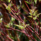 Bailey Red Twig Dogwood