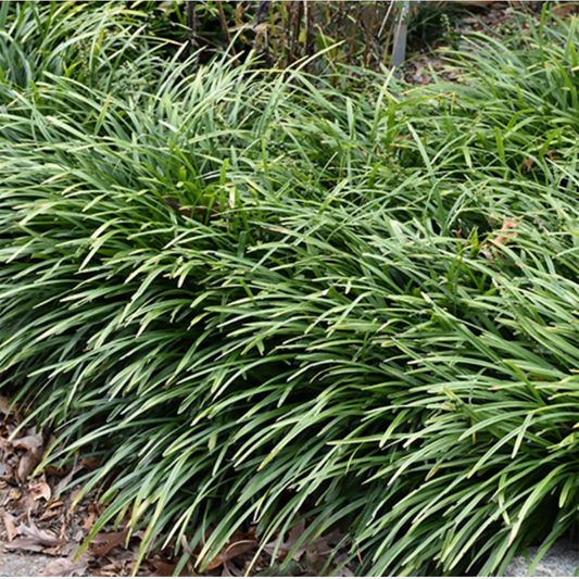 Big Blue Liriope