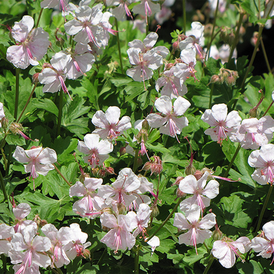 Biokovo Cranesbill