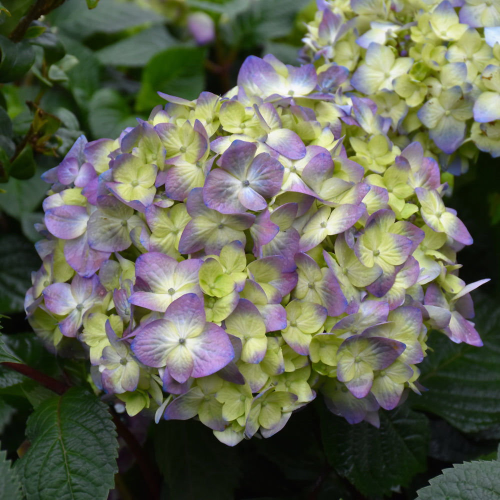 Bloomstruck Hydrangea