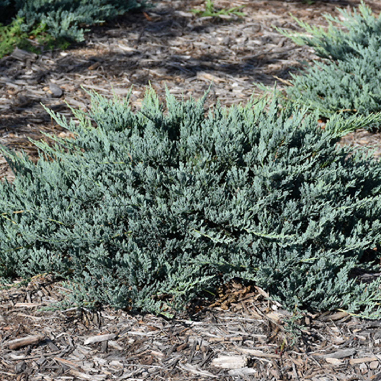 Blue Chip Juniper