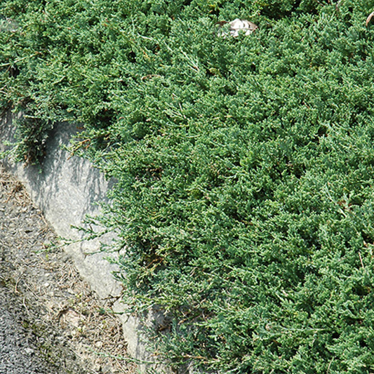 Blue Rug Juniper