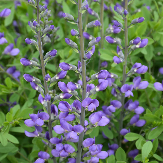 Blue False Indigo