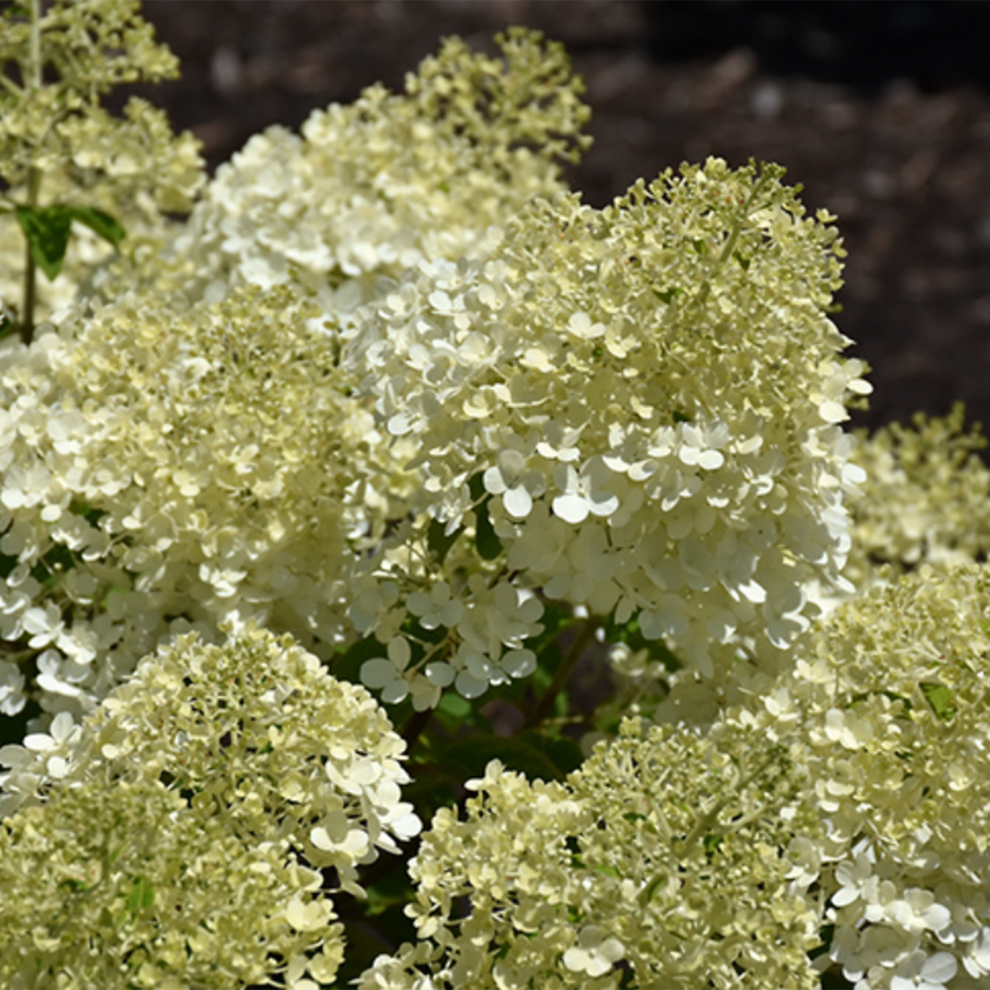 Bobo Hydrangea