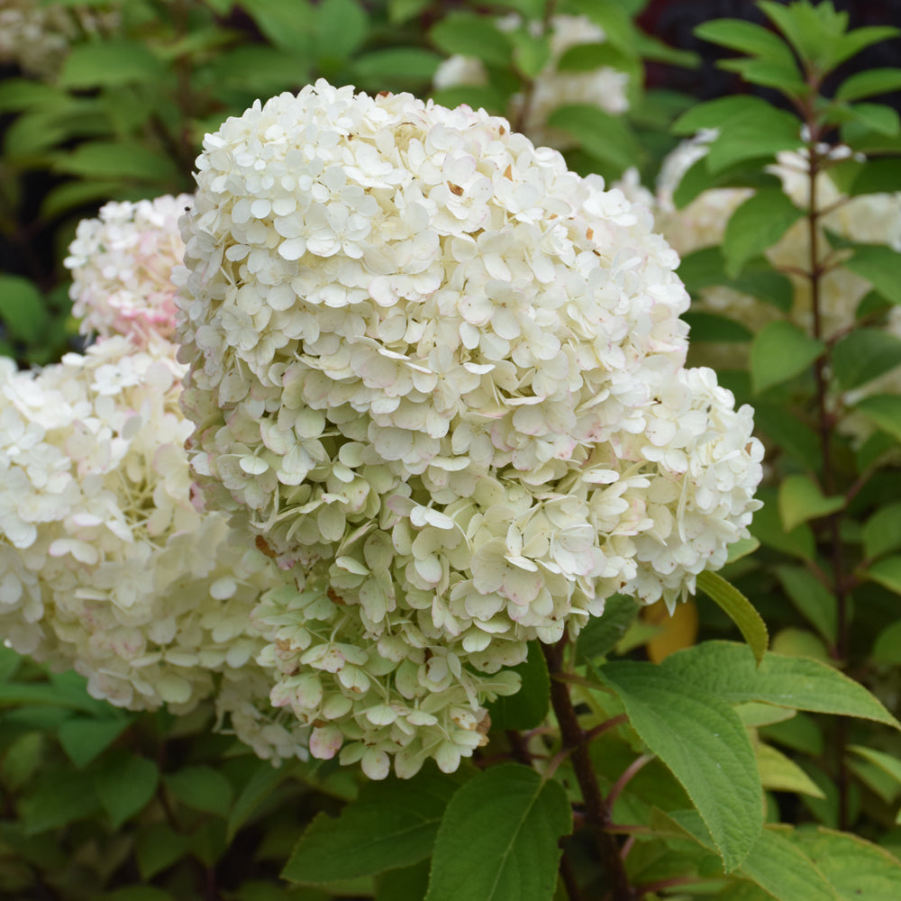 Bobo Hydrangea