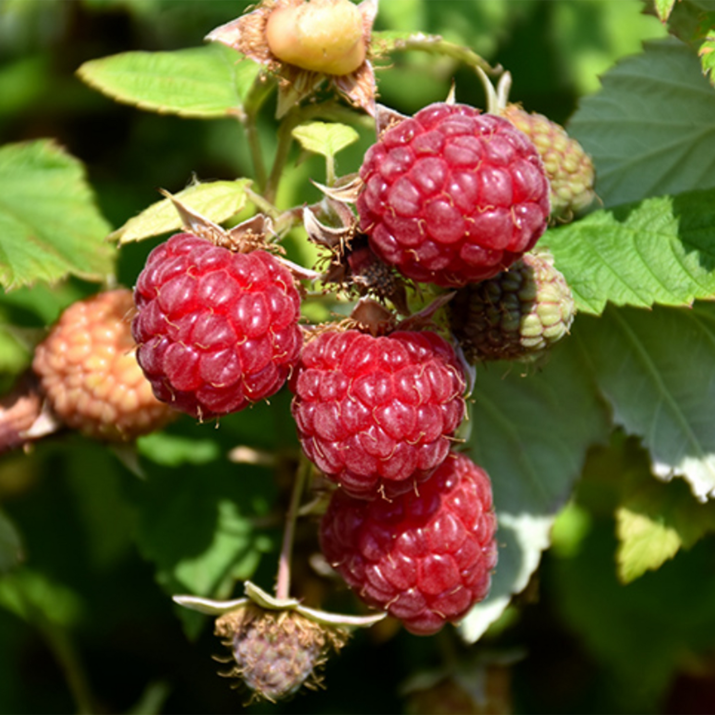 Boyne Raspberry