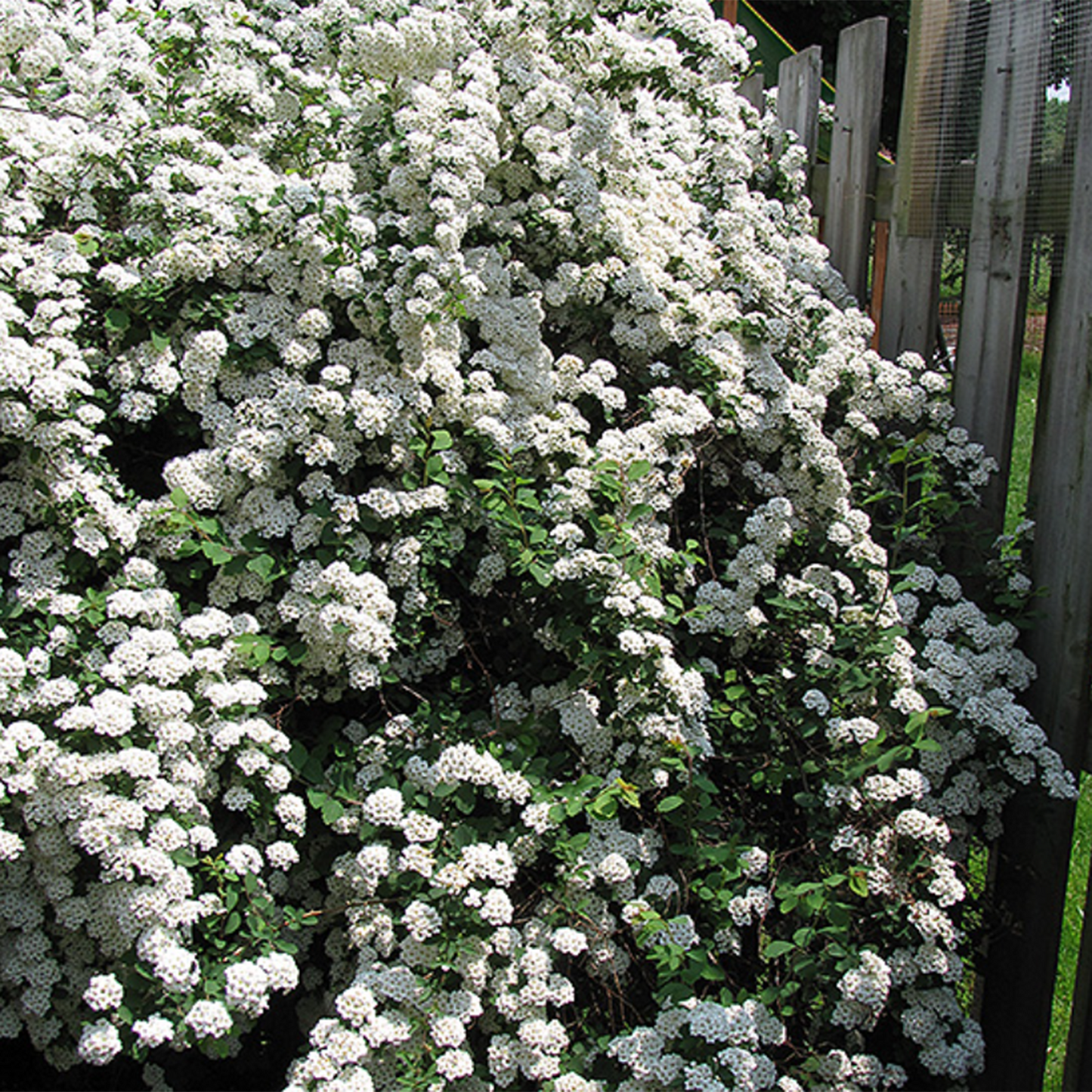 Bridal Wreath Vanhouttei Spirea