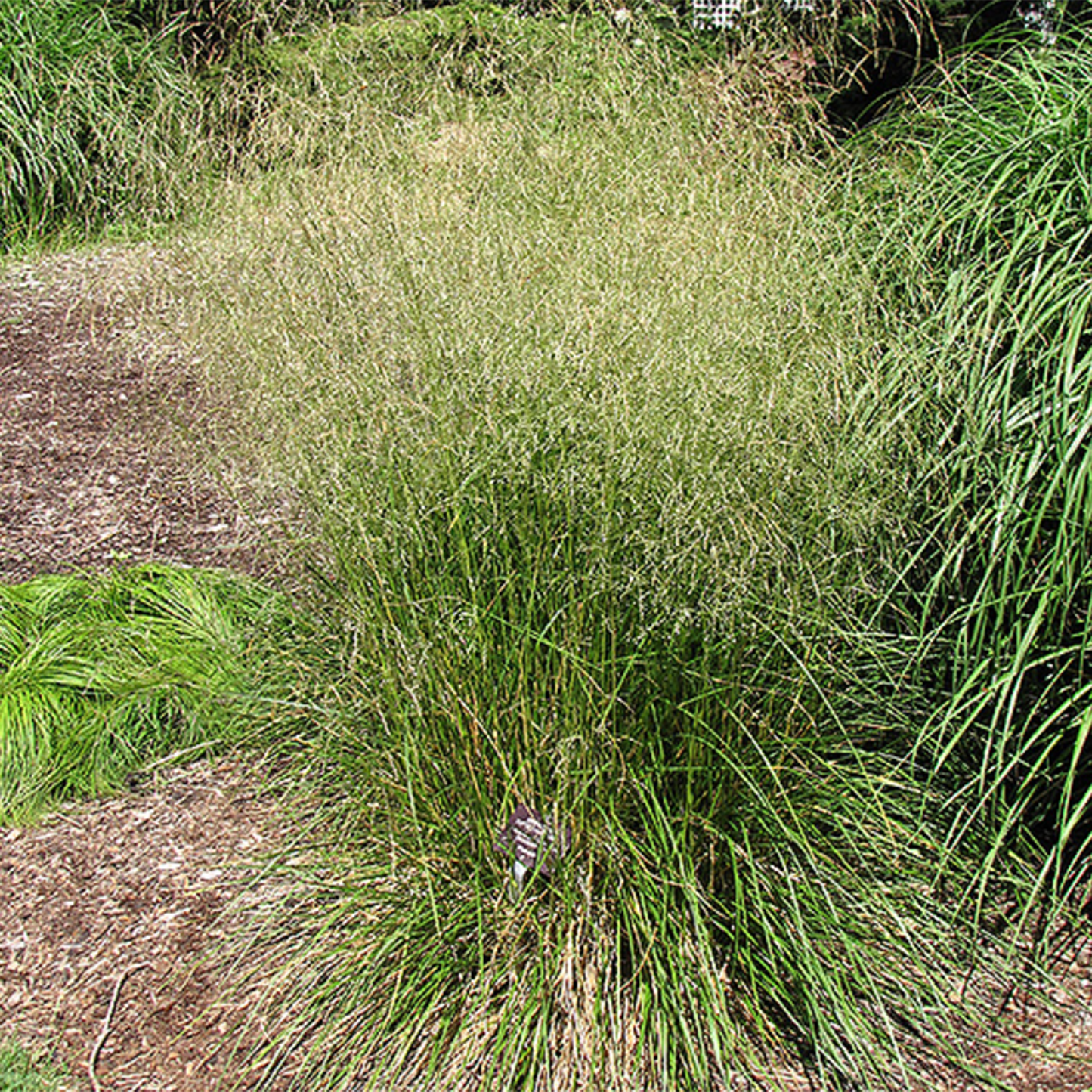 Bronze Veil Tufted Hair Grass