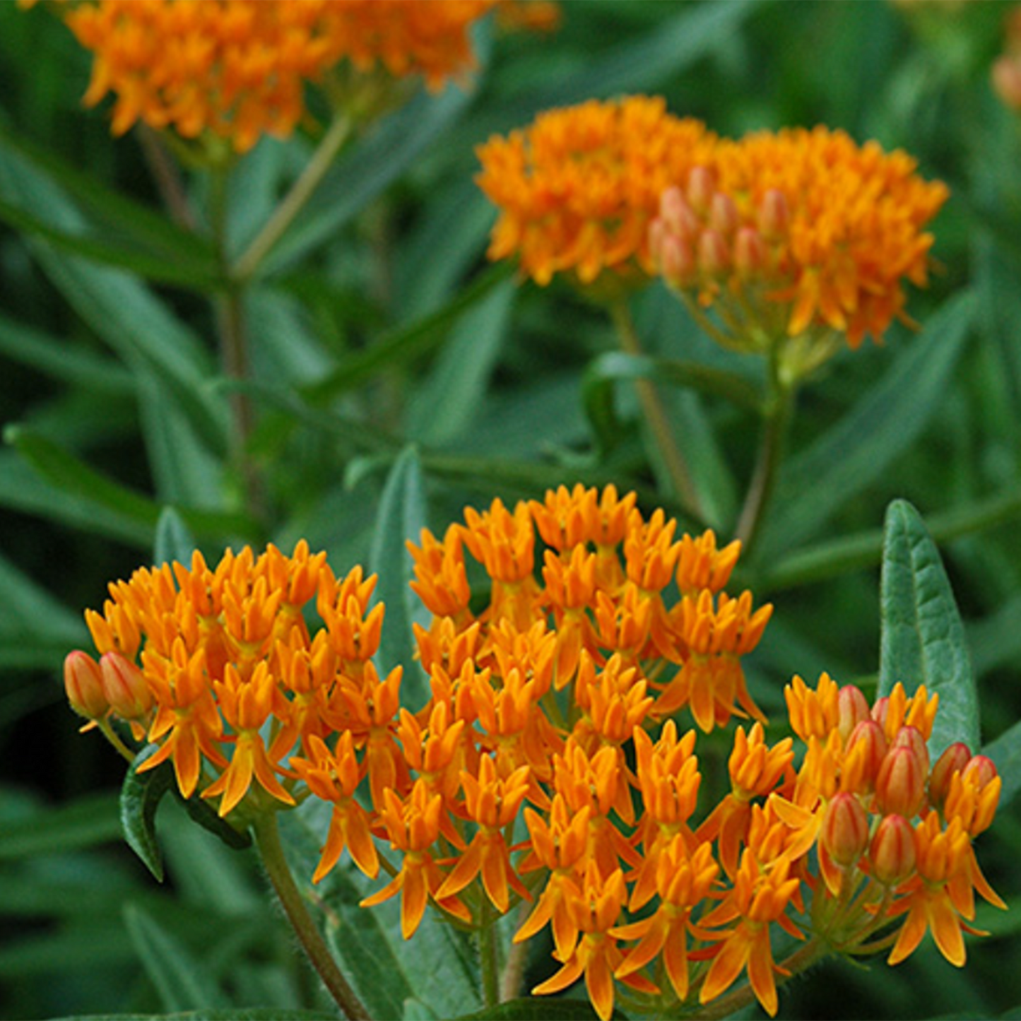 Butterfly Weed