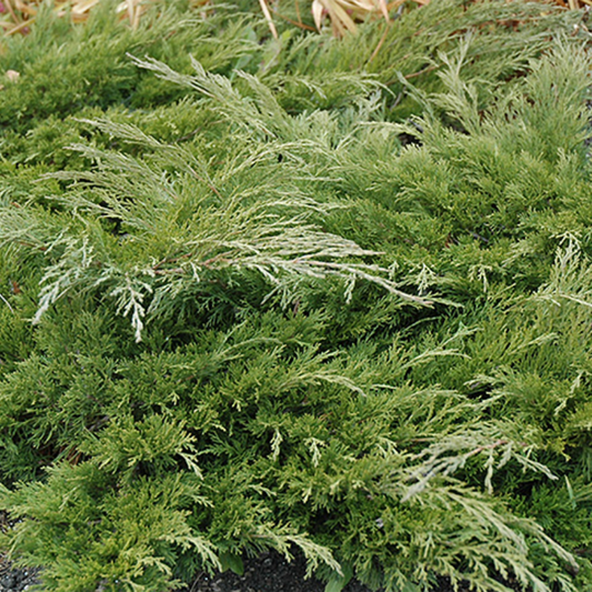 Calgary Carpet Juniper