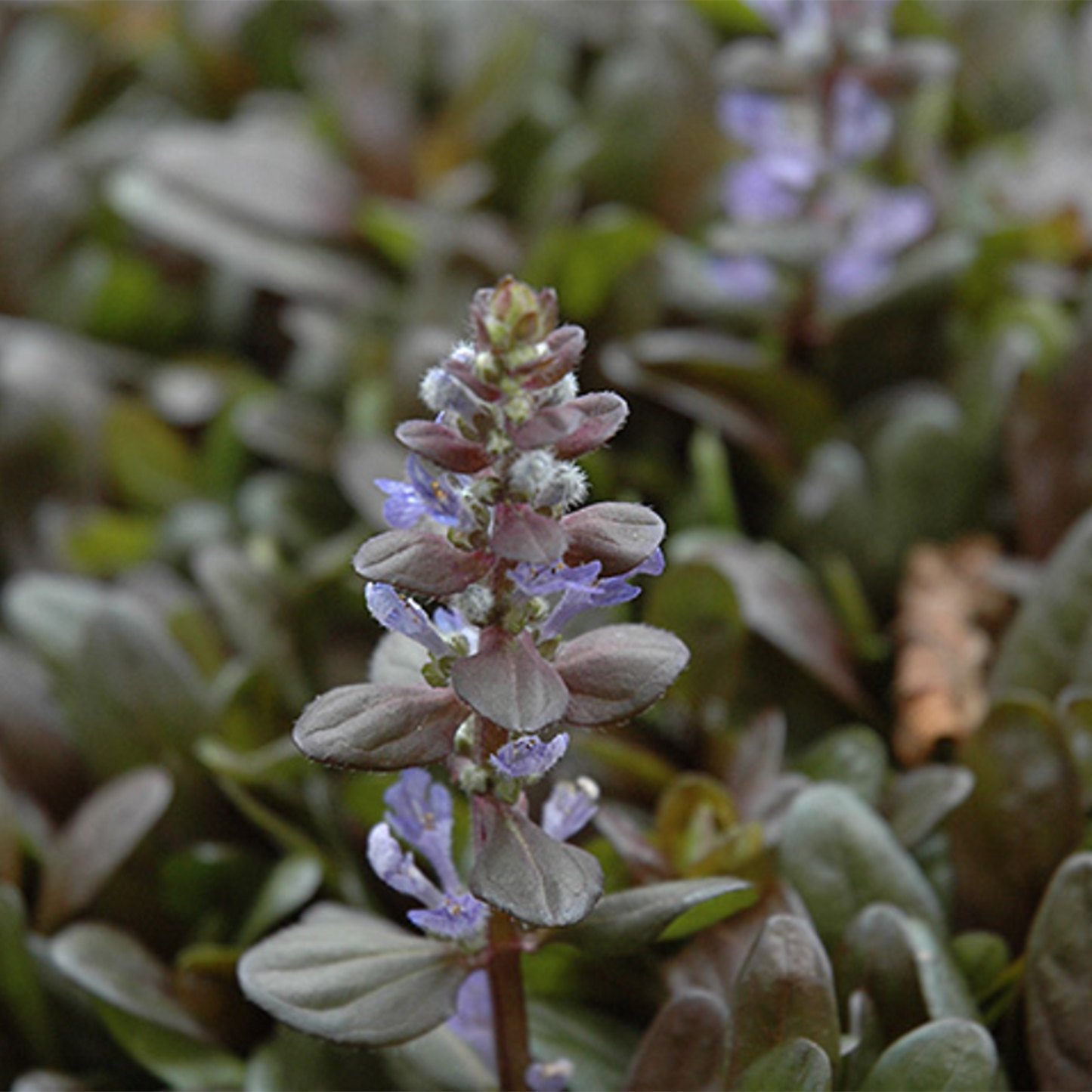 Chocolate Chip Carpet Bugleweed