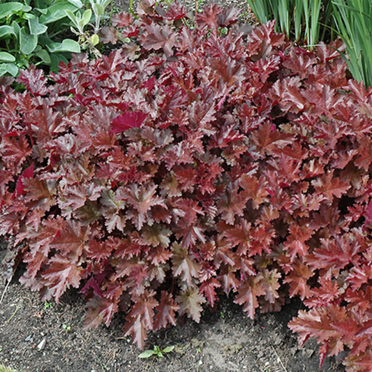 Chocolate Ruffles Coral Bells