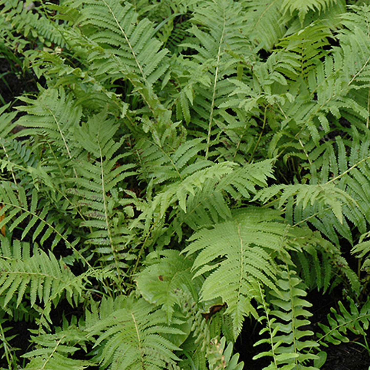 Christmas Fern