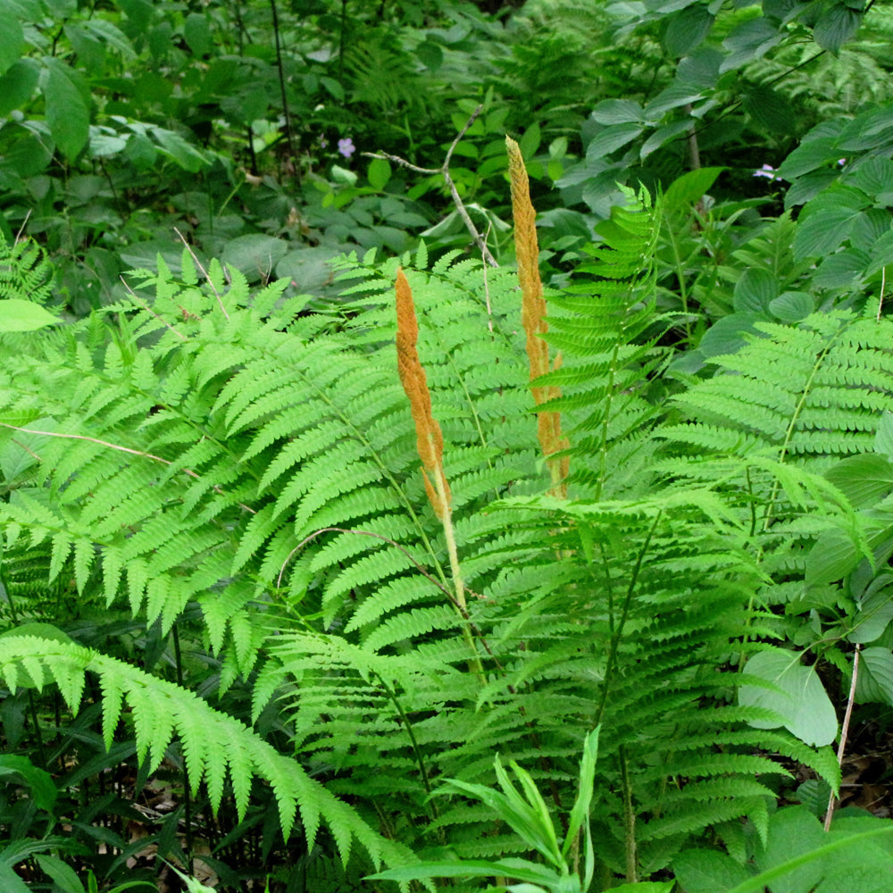 Cinnamon Fern