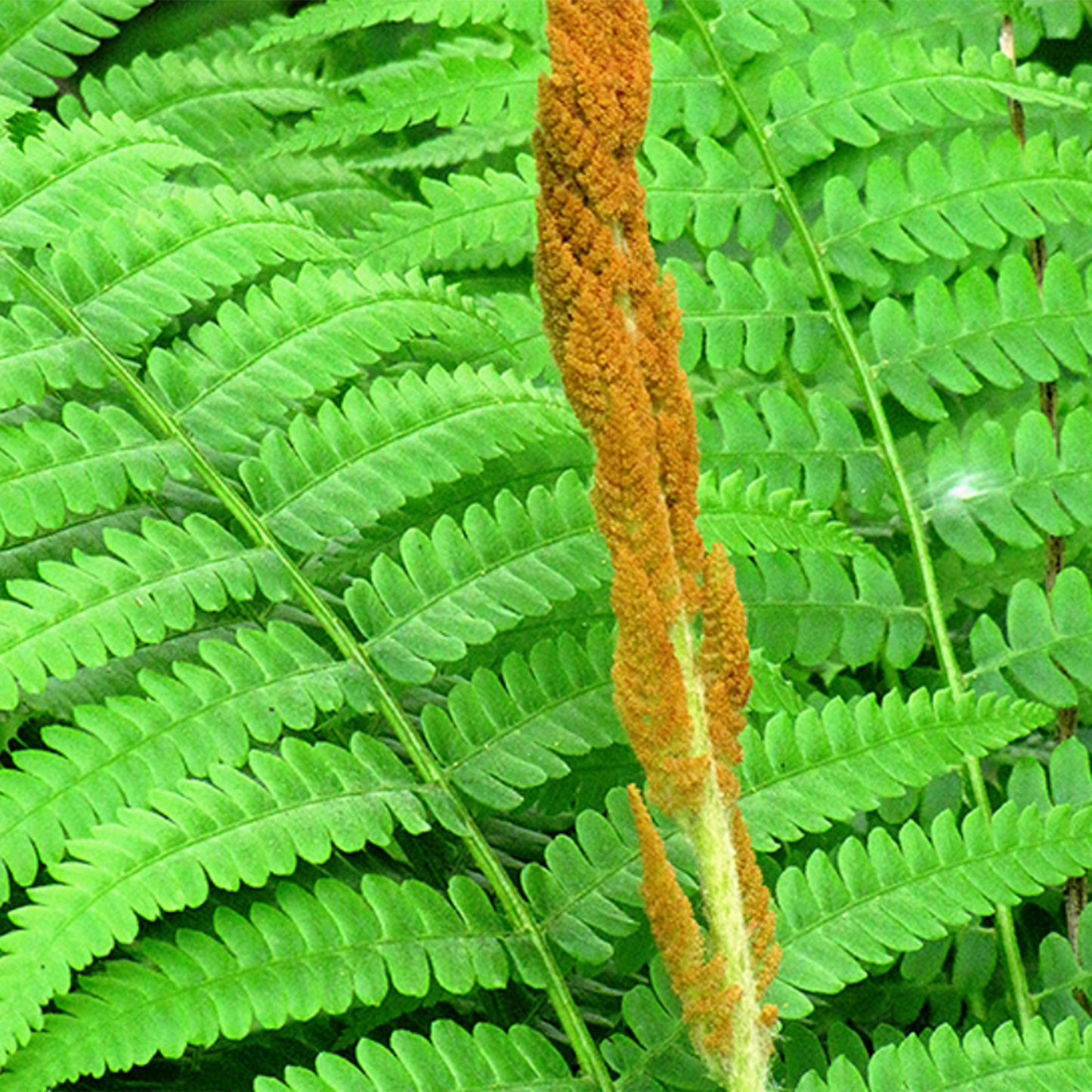 Cinnamon Fern