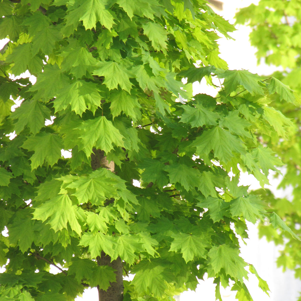 Columnar Maple