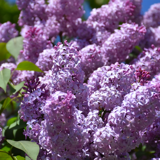 Common Lilac