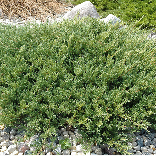 Compact Andorra Juniper