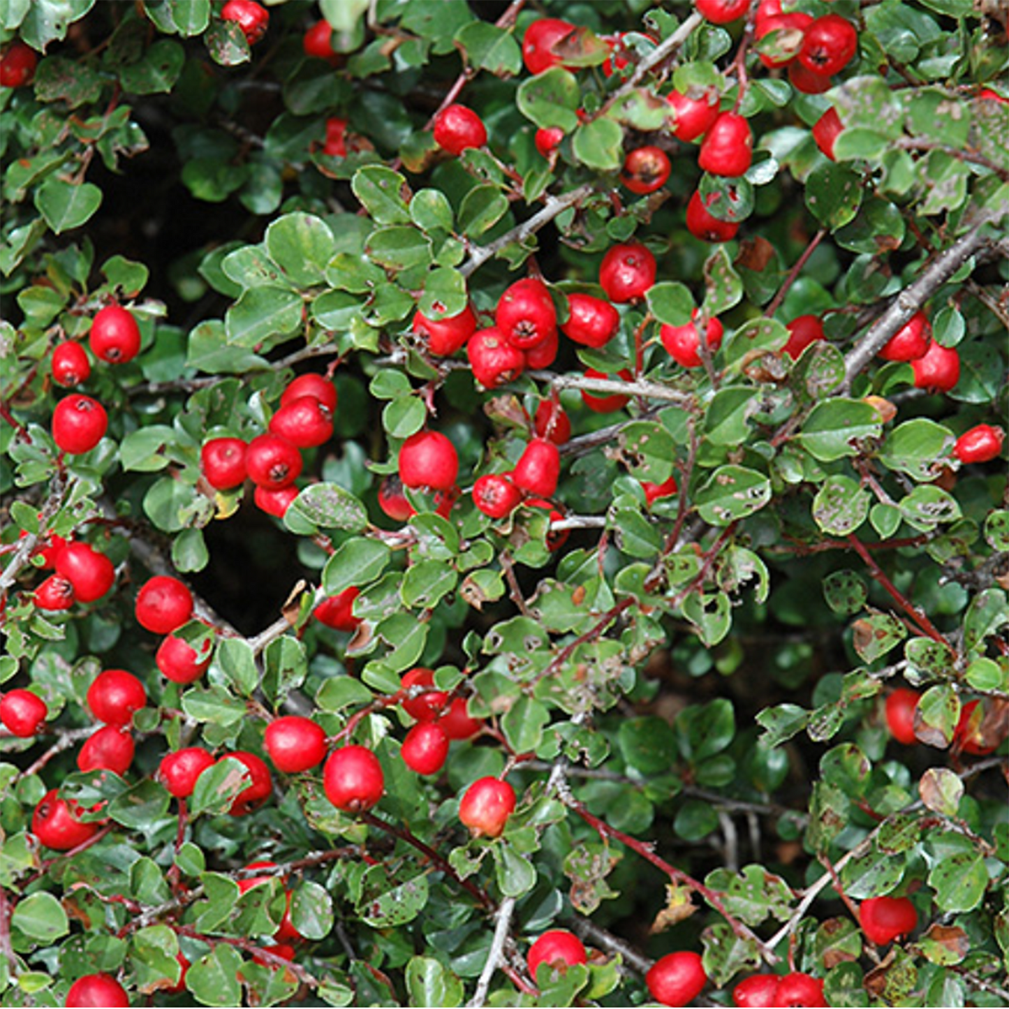 Cranberry Cotoneaster