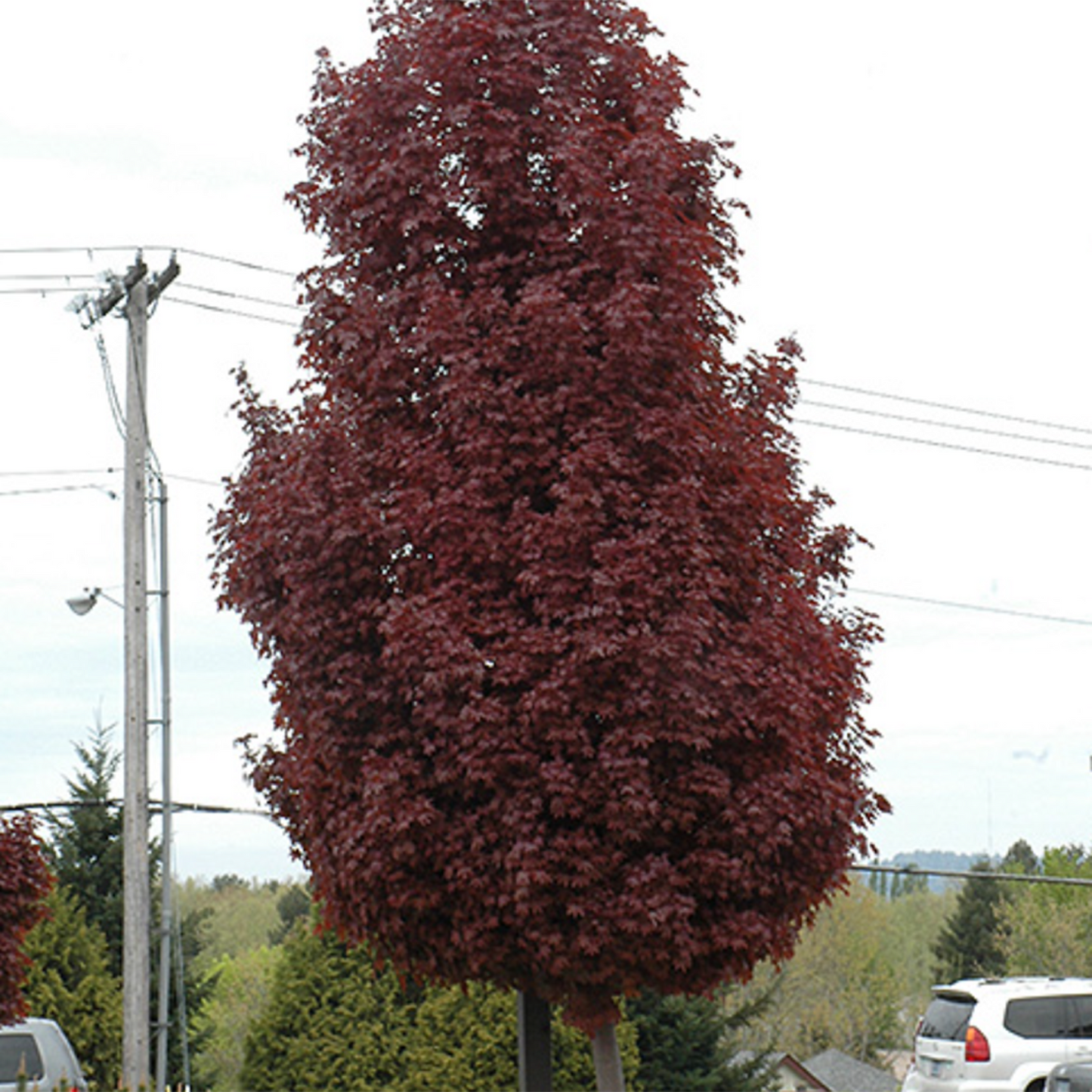 Crimson Sentry Maple