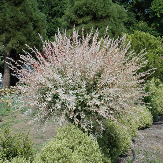 Hakuro Nishiki Dappled Willow Tree